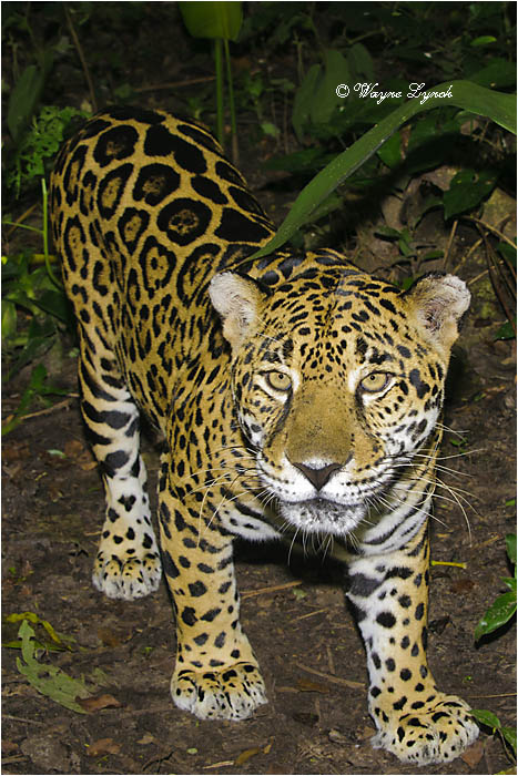 Jaguar 116 by Dr. Wayne Lynch ©